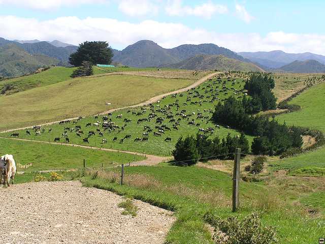 NZ leden-unor 2006 106.jpg